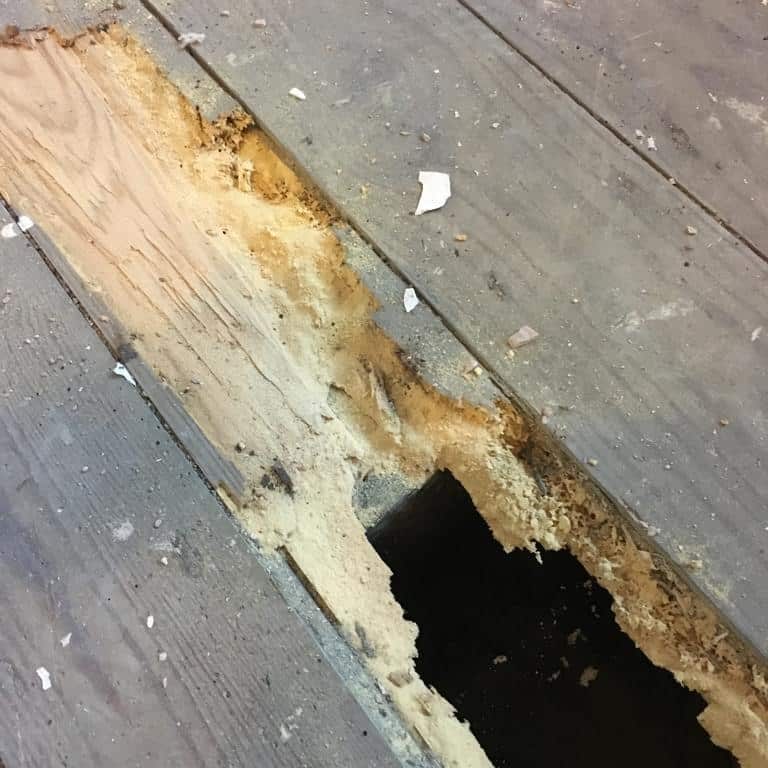 Woodworm Damage to wooden floorboards
